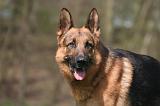 BERGER ALLEMAND 1265